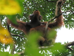 Pongo abelii