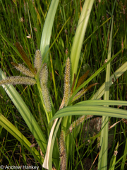 Carex cognata