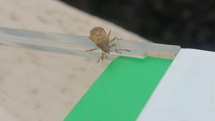 Belonochilus numenius