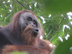 Pongo abelii