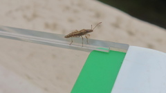 Belonochilus numenius