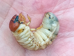 Pentodon bidens punctatus