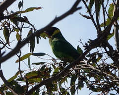 Barnardius zonarius semitorquatus