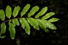Cupaniopsis flagelliformis