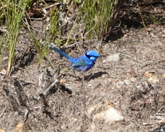 Malurus splendens splendens