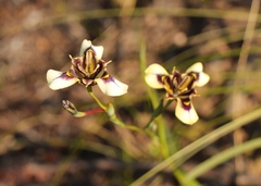 Moraea lurida