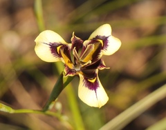 Moraea lurida