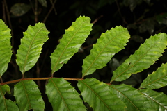Cupaniopsis flagelliformis