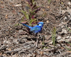 Malurus splendens splendens