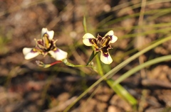 Moraea lurida