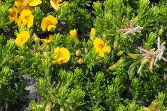 Phyllota diffusa