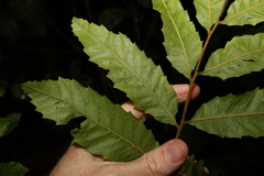 Cupaniopsis flagelliformis