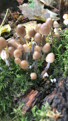 Agaricineae