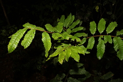 Cupaniopsis flagelliformis
