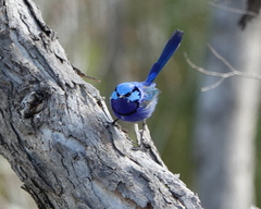 Malurus splendens splendens