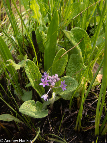 Ledebouria cooperi