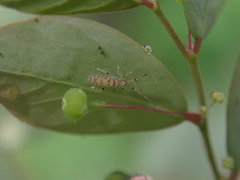 Entomobryoidea