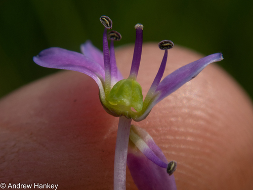 Ledebouria cooperi