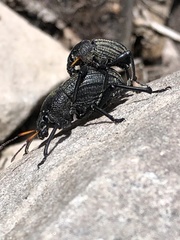 Psapharus ruficornis