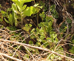 Pelargonium elongatum