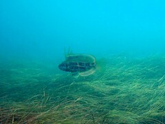 Heteroscarus acroptilus