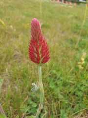 Trifolium incarnatum
