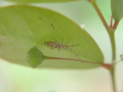 Entomobryoidea