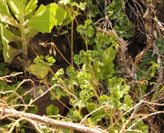 Pelargonium elongatum