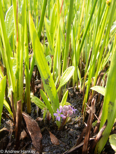 Ledebouria cooperi