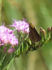 Euphyes dukesi calhouni