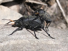 Psapharus ruficornis