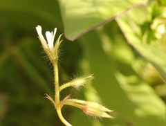 Pelargonium elongatum