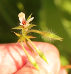 Pelargonium elongatum