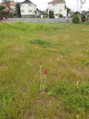 Trifolium incarnatum