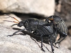 Psapharus ruficornis