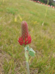 Trifolium incarnatum