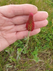 Trifolium incarnatum