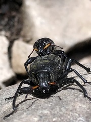 Psapharus ruficornis
