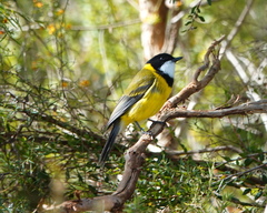 Pachycephala fuliginosa