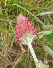 Trifolium incarnatum