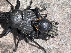 Psapharus ruficornis