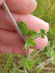 Trifolium incarnatum