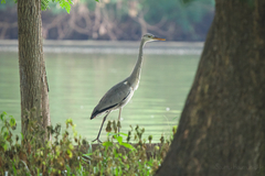 Ardea cinerea jouyi