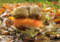 Neoboletus erythropus
