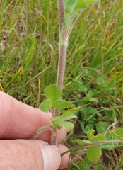 Trifolium incarnatum