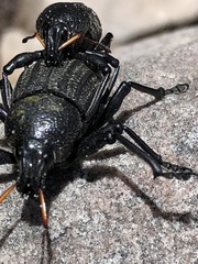 Psapharus ruficornis