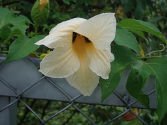 Momordica cochinchinensis