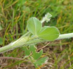 Trifolium incarnatum