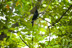 Dicrurus paradiseus paradiseus