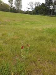 Trifolium incarnatum